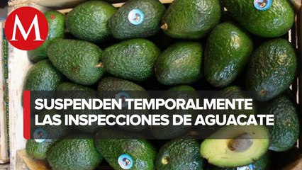 Exportación de aguacate no está bloqueada, aclara Departamento de Agricultura de EU