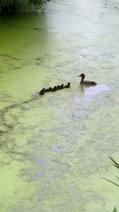 DUCK FAMILY 