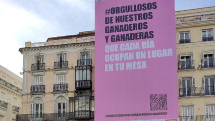 Sector porcino despliega una lona en la Puerta del Sol con lema "Orgullosos de los Ganaderos"