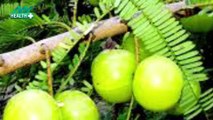 आंवले के बीज इन हेल्थ प्रॉब्लम से दिलाएंगे छुटकारा |Amla Seeds|Amla Seed Benefits|