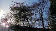 Trees blowing in strong winds in Derry during a storm