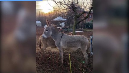 Le coccole degli asini. Fonte: Matt the farmer