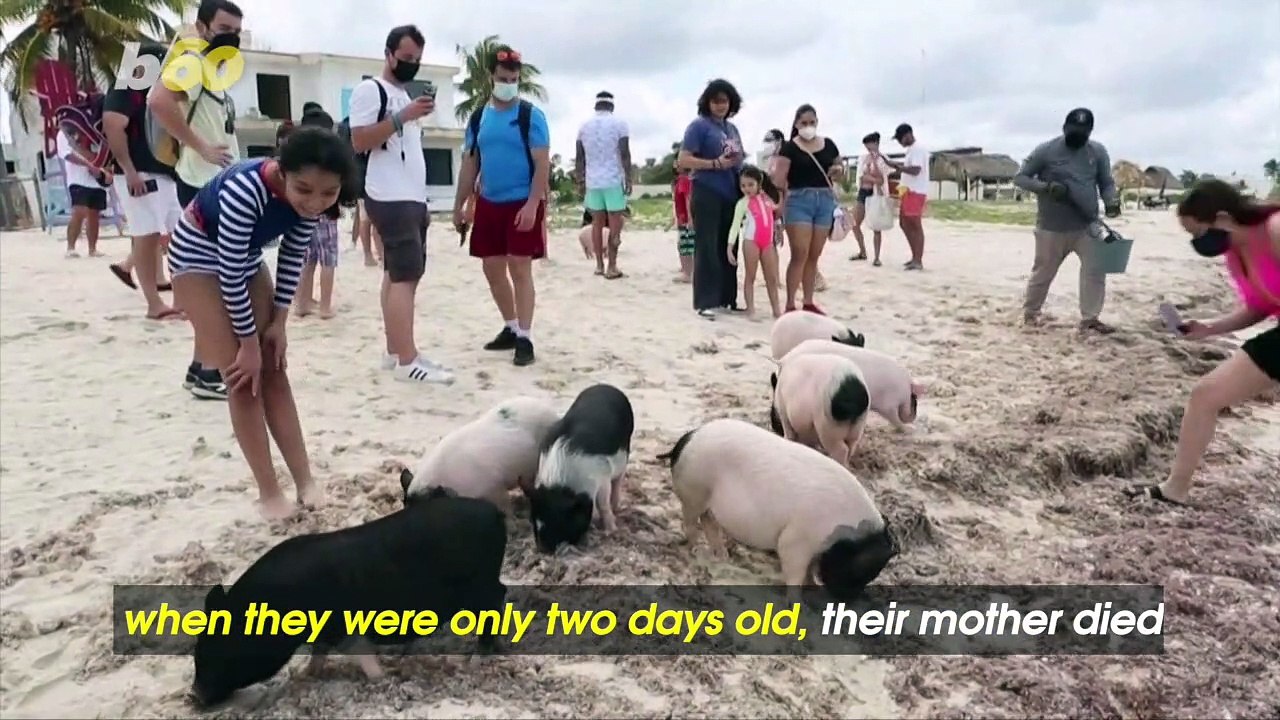 These Orphaned Piglets Have a Daily Schedule of Fun, Sun and Luxurious Coconut Oil Rubdowns