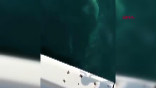 Son dakika haber! ANTALYA'DA OLTAYA TAKILAN DEV KÖPEK BALIĞI KAMERADA