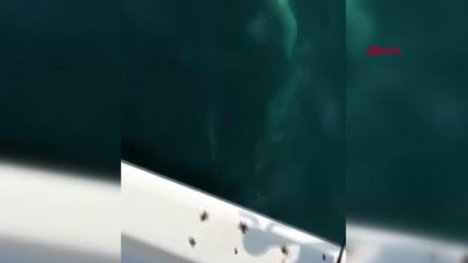 Son dakika haber! ANTALYA'DA OLTAYA TAKILAN DEV KÖPEK BALIĞI KAMERADA
