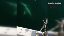 Antalya'da balıkçıların ağına dev köpek balığı takıldı