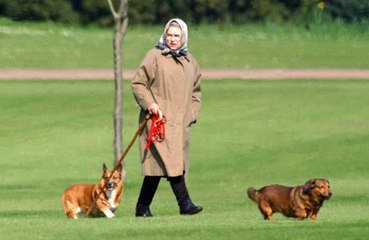 Queen Elizabeth releasing cologne for dogs which smells of 'coastal walks'