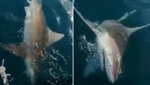 Antalya'da oltaya takılan dev köpek balığı kamerada: Allah'ım bu ne ya, jaws