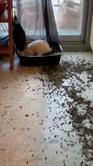 Attention Seeking Bunny Makes a Mess