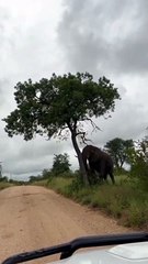 Cet éléphant déteste les arbres