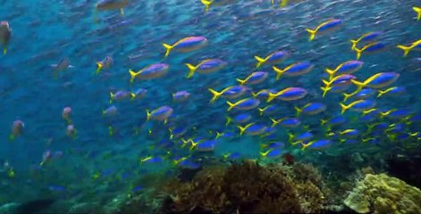 Our Planet S01 E01