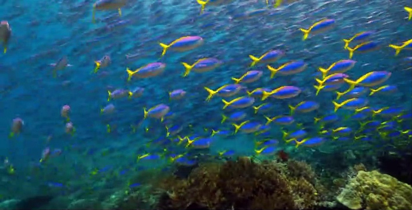 Our Planet S01 E01