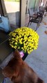 Precious Pupper Brings Mom Flowers