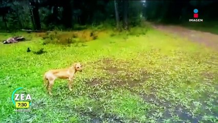 "Cachorros de la montaña" rescata a perros abandonados en bosques