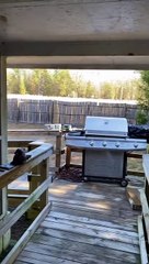 Nervously Rescuing a Trapped Bird