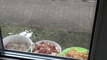 Happy Birds