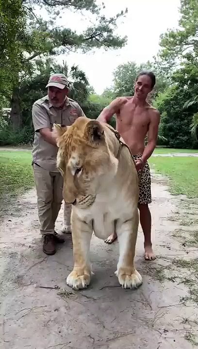 Is this this biggest cat in the world