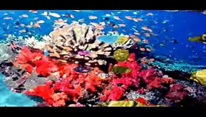 Larven sollen Korallen retten