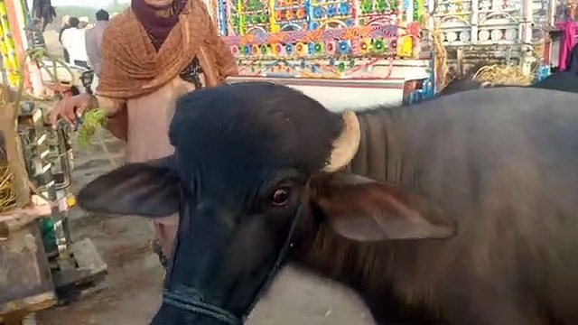 my firs vlogs as animal vloger | Very expensive animals