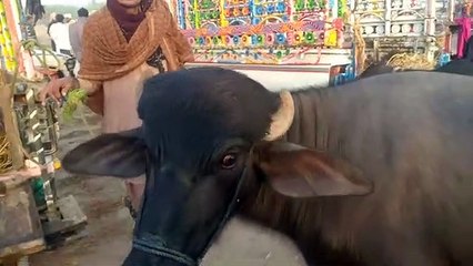 my firs vlogs as animal vloger | Very expensive animals
