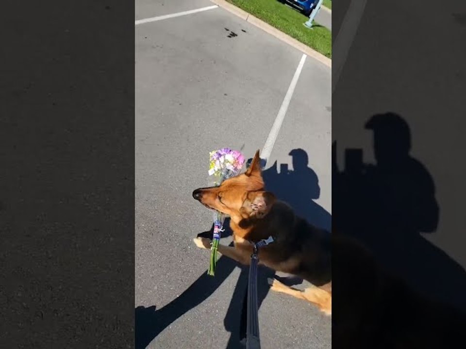 Precious Pupper Brings Mom Flowers