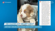 Britney Spears Introduces New Puppy, Australian Shepherd Named Sawyer: 'Makes My Heart Melt'