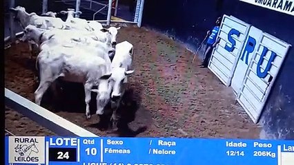 Produtor busca por novilhas que desapareceram de propriedade rural em Maria Helena