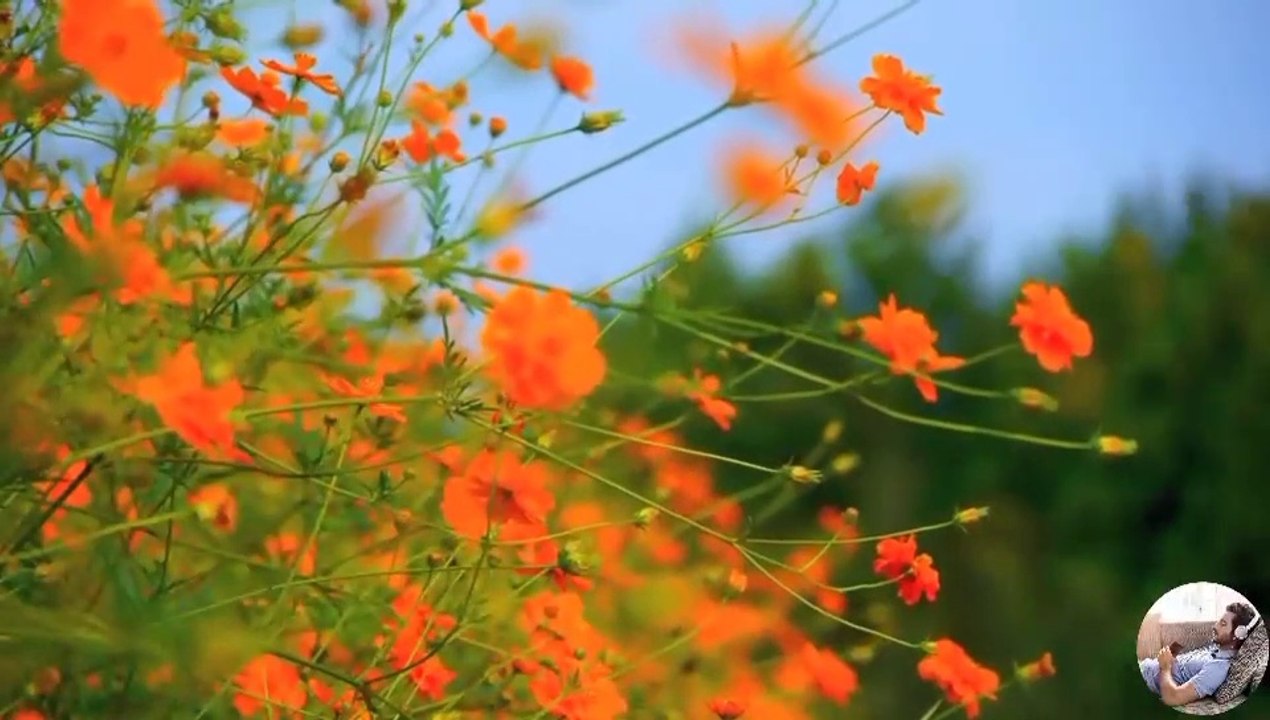 Beautiful Music for sleep stress relief with natural beauty|peacemind|soothing|sleeping|night|calming music.