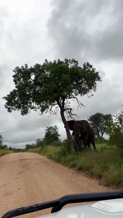 Un éléphant déracine un arbre pour se gratter les fesses