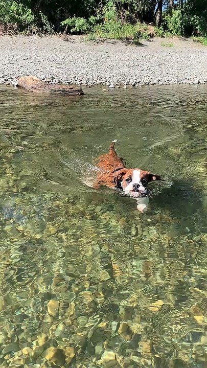 Boxer Puppy Swims for the First Time