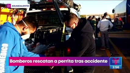 Bomberos salvan a perrita de accidente y ahora es su mascota