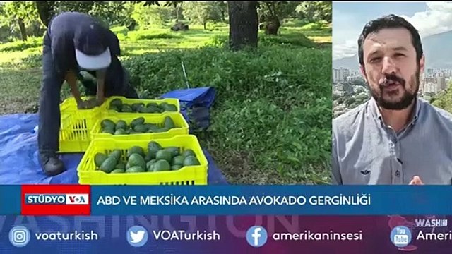 ABD ve Meksika Arasında Avokado Gerginliği
