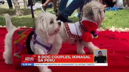 8 dog couples, 'ikinasal' sa Peru | UB