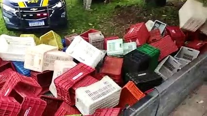 PRF apreende quase 2 toneladas de maconha no Paraná