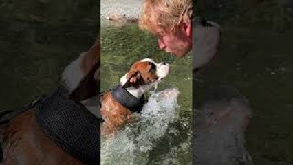 Boxer Puppy Swims for the First Time