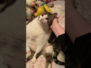 Cat with Gigantism Sits Like a Person