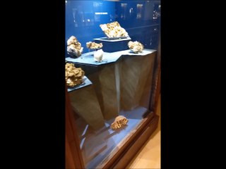 Visite du Muséum d'histoire naturelle de Grenoble #04