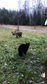2 Cats Defend Their Home Turf Against A Fox | Fox Doesn't Stand A Chance Against These 2 Cats