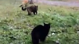 2 Cats Defend Their Home Turf Against A Fox | Fox Doesn't Stand A Chance Against These 2 Cats