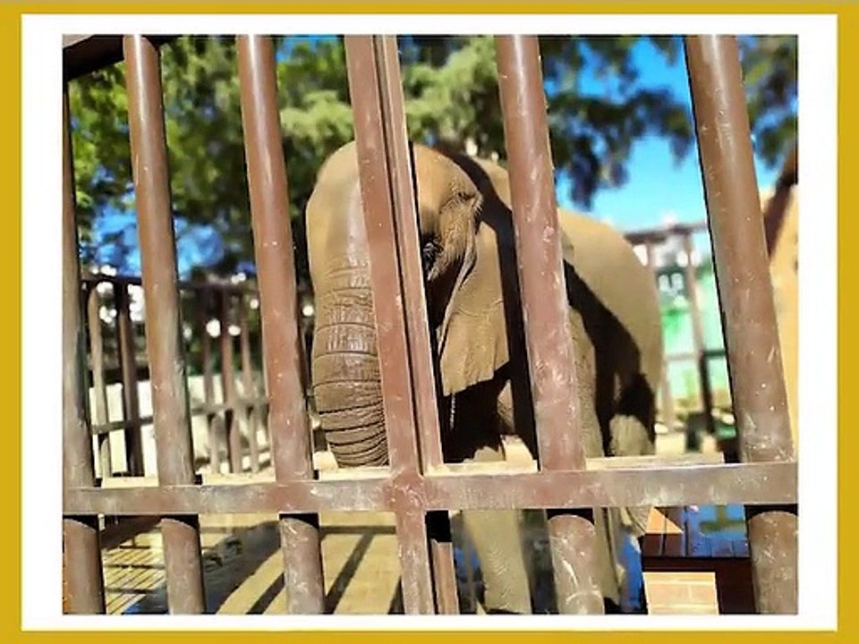 Karachi Zoo Elephant Snaps taken by 4t Talent