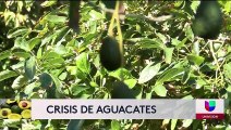 Pausa en la importación de aguacates mexicanos podría generar desabasto en Estados Unidos