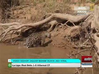 Video seekor jaguar baham buaya jadi viral