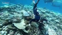 Great Barrier Reef_ Could cloud brightening slow impact of coral bleaching