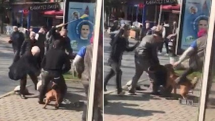 Beyoğlu'nda pitbull dehşeti