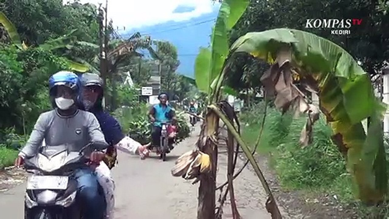 Kesal Jalan Desa Rusak Tak Kunjung Diperbaiki Warga Tanam Pohon Pisang