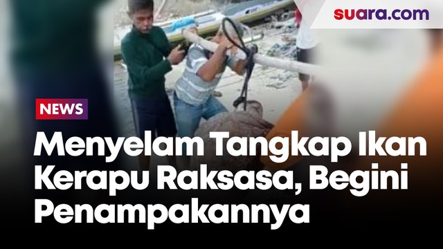 Nelayan Selayar Menyelam Tangkap Ikan Kerapu Raksasa Pakai Panah, Begini Penampakannya