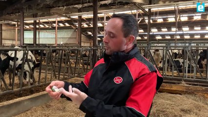 Préparation au vêlage: mesurer le pH urinaire de la vache