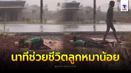 นาทีช่วยชีวิตลูกหมาน้อย แม่หมาแอบมาออกลูกในท่อระบายน้ำหน้าบ้านทั้งหมด 9 ตัว แล้วฝนตกหนักมาก