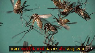 मच्छर भगाने का सबसे असरदार तरीका | How to Kill Mosquitoes | How to make mosquito killer at home |