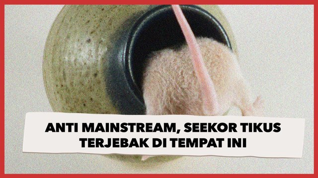Ngakak! Bukan Perangkap, Tikus Ini Terjebak di Tempat Anti Mainstream